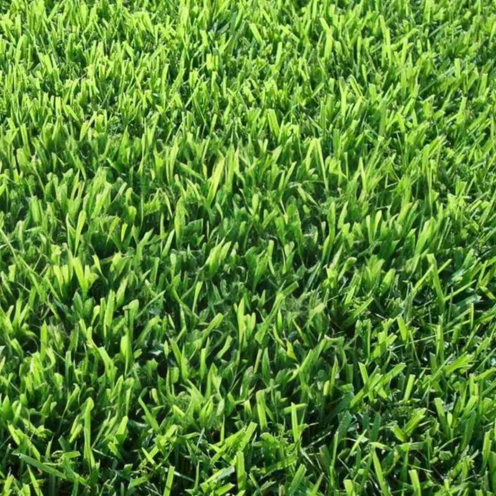 Zoysia